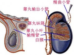 邢台男人为什么会出现睾丸炎?