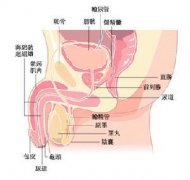邢台为何睾丸会发炎?