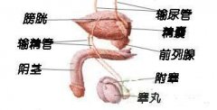 邢台精囊炎治疗要注意哪些 ?