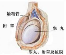 邢台泌尿专科附睾炎原因有哪些?