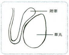 邢台泌尿专科医院全面认识附睾炎
