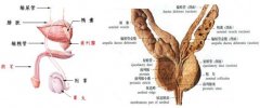 为什么会觉得阴囊瘙痒呢?