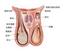 邢台阴囊会出现哪些异样呢?