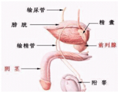 邢台治疗精囊炎的费用是多少