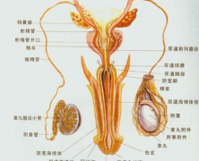 邢台精囊炎有哪些症状