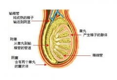 邢台精囊炎怎么治疗好？