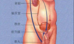邢台男科医师解说造成前列腺钙化的原因