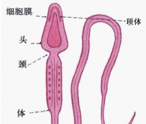 引起射精功能障碍的原因都有哪些